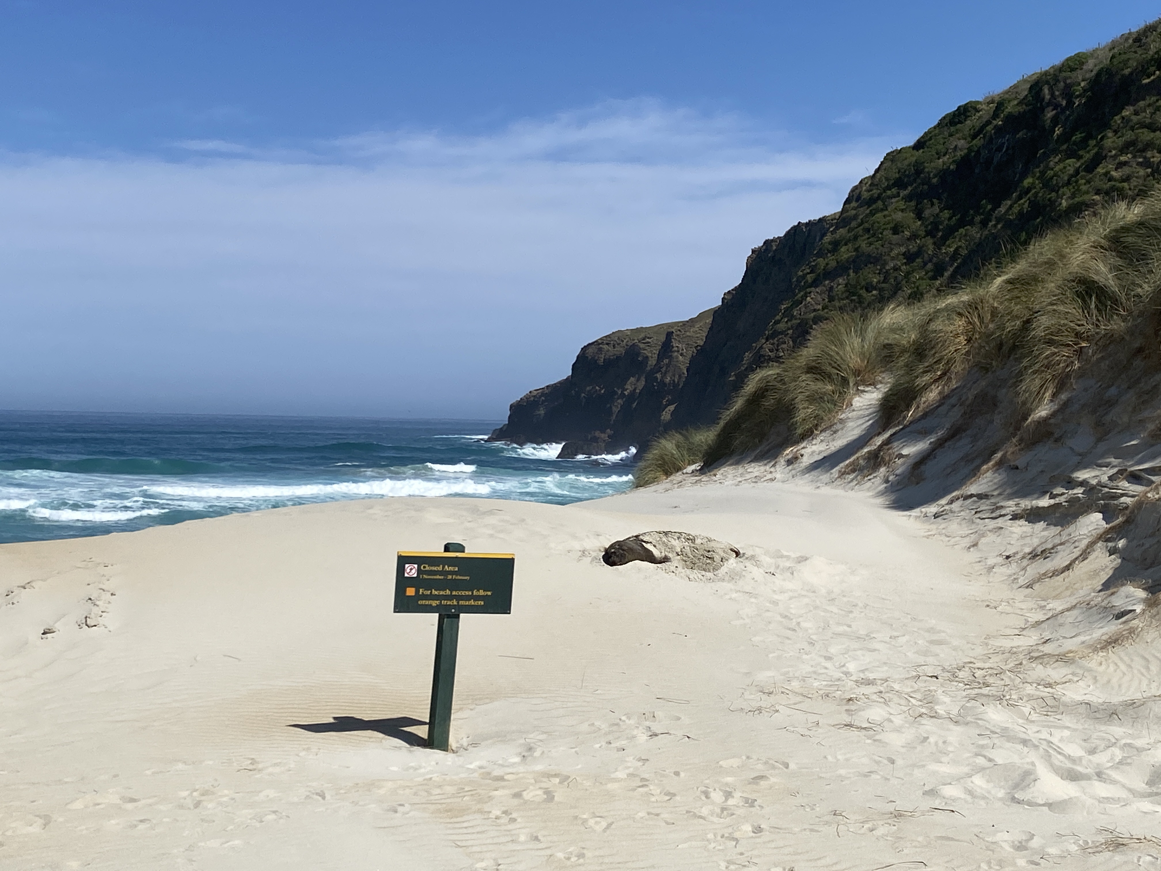 sea lions on a New Zealand beach