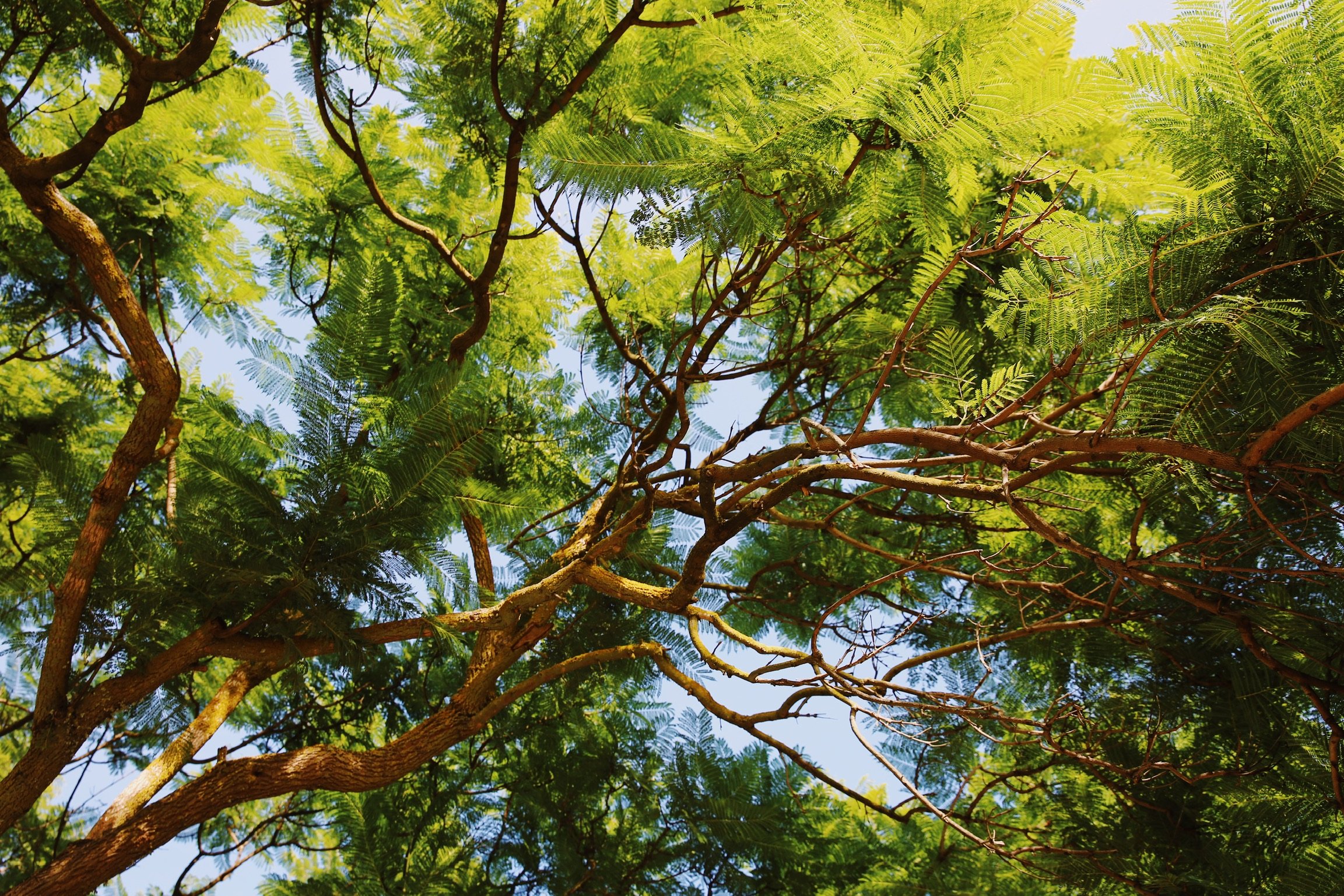 Tree canopy at Atzaro Ibiza Hotel