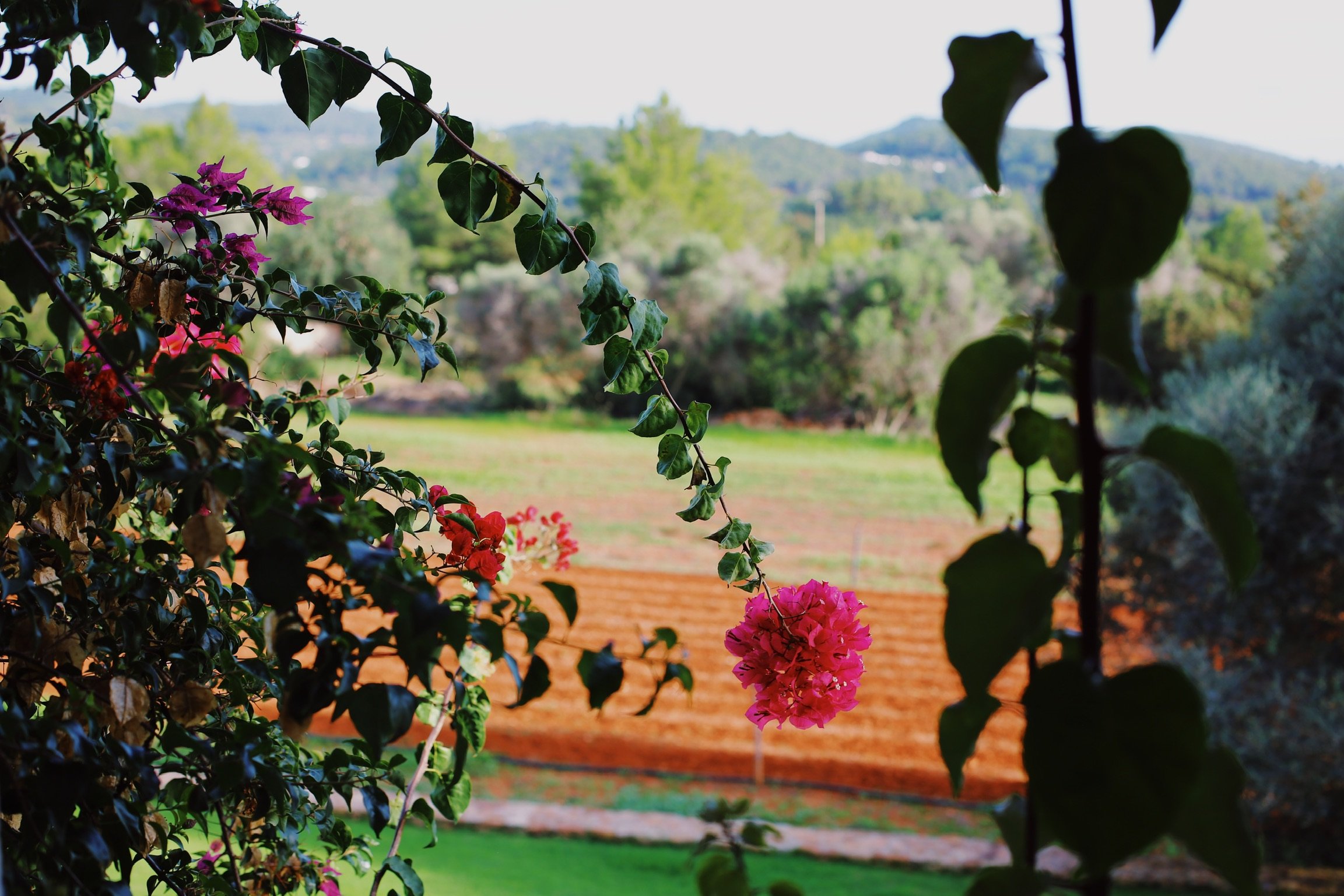 Bougainvillea framed views at The Ibiza Reconnection Retreat